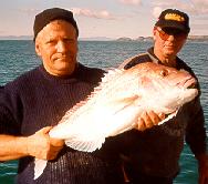 14.5Kg snapper, courtesy www.waihekeholidays.co.nz