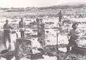 digging swamp for gum: Alexander Turnbull Library