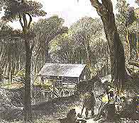 kauri timber mill, 1840, near wellington