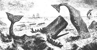 The perils of whaling