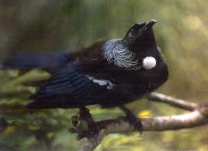 Tui